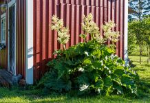 Ревень — виды и их использование на кухне и в дизайне сада