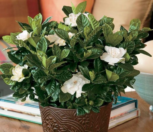 Самые ароматные комнатные растения — цитрусовые, жасмины и гардении - Красивоцветущие Самые ароматные комнатные растения — цитрусовые, жасмины и гардении