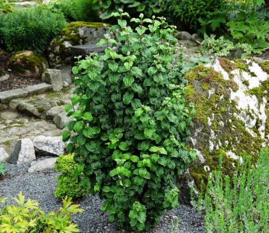 Самые декоративные сорта дерена для средней полосы