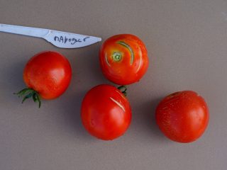 Томат «Пародист»