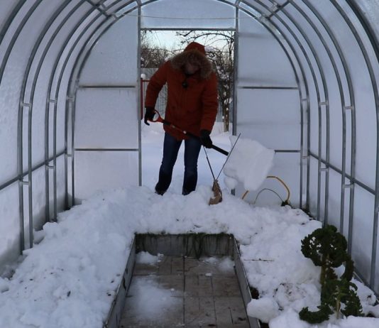 Зачем нужен снег на грядках в теплице?