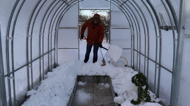 Зачем нужен снег на грядках в теплице?