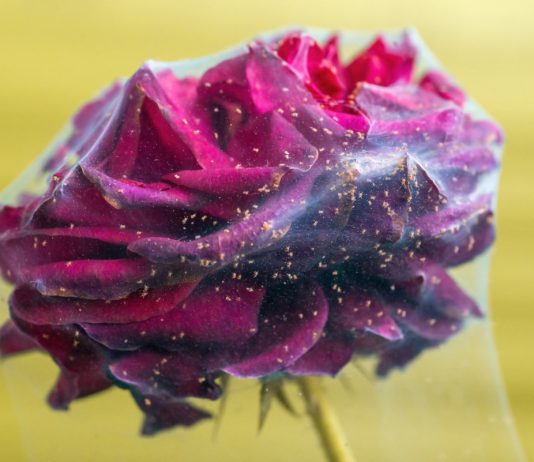 Что делать с вредителями в цветнике?