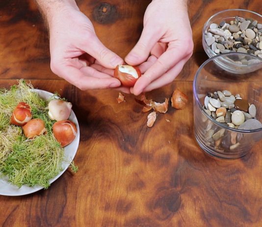 Подготовьте вазу и тюльпаны для выгонки