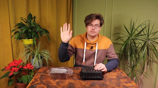 Январские посевы: высаживаем примулу и дельфиниум Январские посевы: высаживаем примулу и дельфиниум
