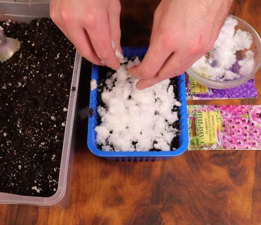 Январские посевы: высаживаем примулу и дельфиниум - Видео Увлажните посадки. Накройте светонепроницаемым пакетом или крышкой