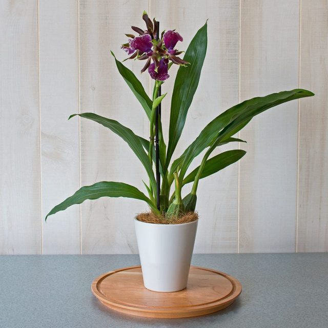 Зигопеталум, или Зигопеталюм (Zygopetalum)
