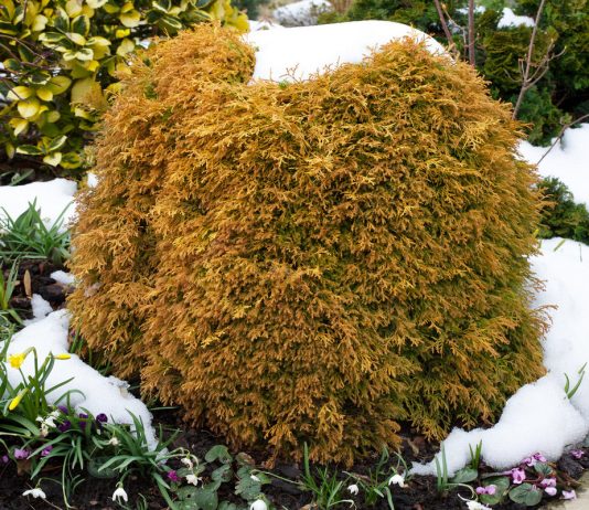 Зимой и летом — другим цветом. О хвойных с необычной зимней окраской