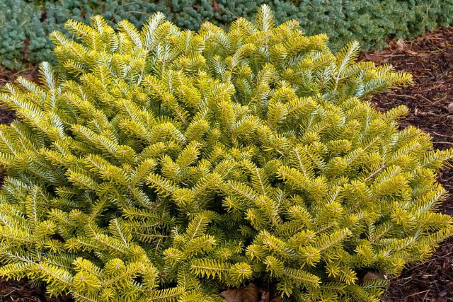 Пихта корейская «Голден Голу» (Abies koreana 'Golden Glow') Пихта корейская «Голден Голу» (Abies koreana 'Golden Glow')