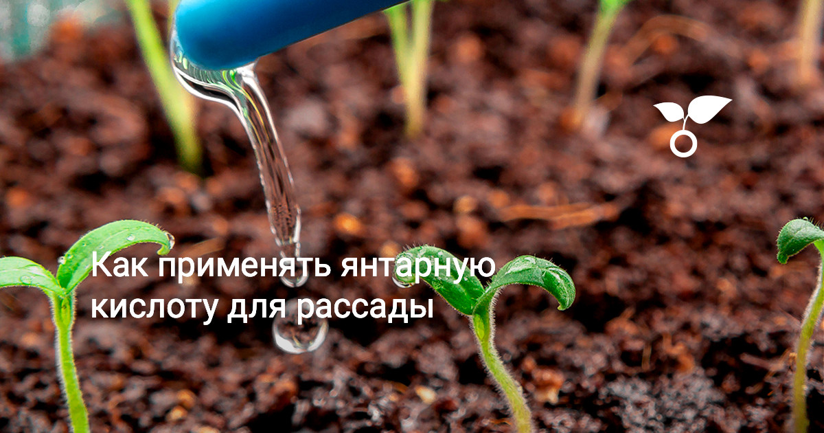Как применять янтарную кислоту для рассады — Ботаничка
