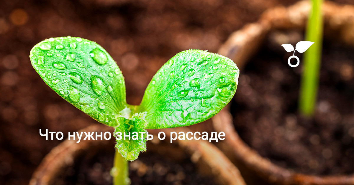 Что нужно знать о рассаде — Ботаничка
