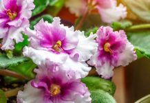 Комнатные растения для тёмных помещений