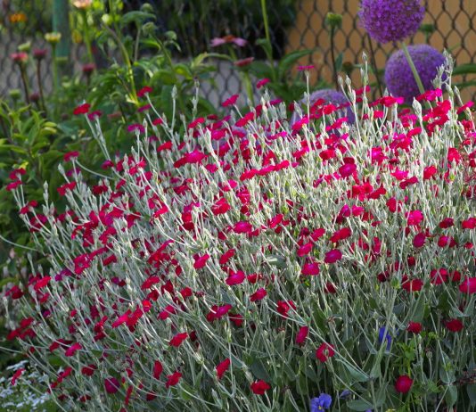 10 многолетников из семян, которые зацветут уже в первый год