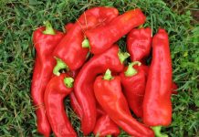 7 сортов длинноплодных перцев, которые я выращивала для запекания