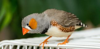 Амадины — самые простые в содержании среди декоративных птиц