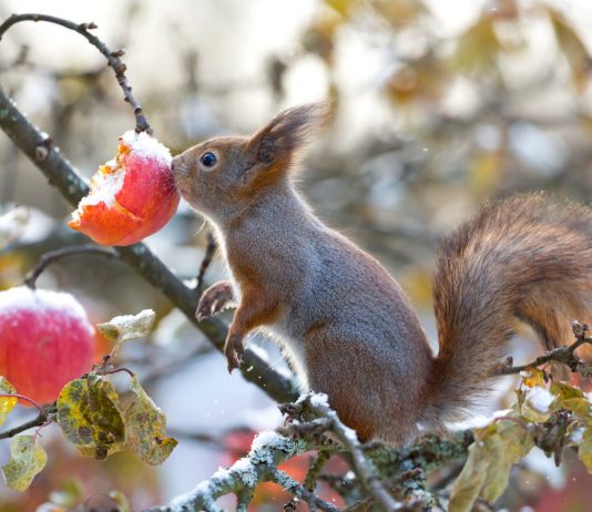 Белки на участке — красивые шкодники - Животные Белки на участке — красивые шкодники
