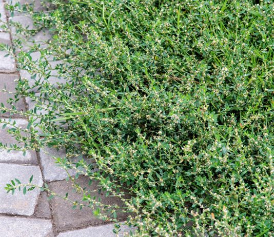 Бессмертный горец спорыш — сорняк и газон, еда и лекарство