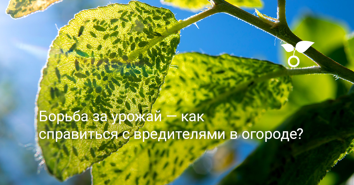 Борьба за урожай — как справиться с вредителями в огороде? — Ботаничка