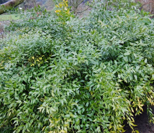 Даная ветвистая — как выращивать александрийский лавр?