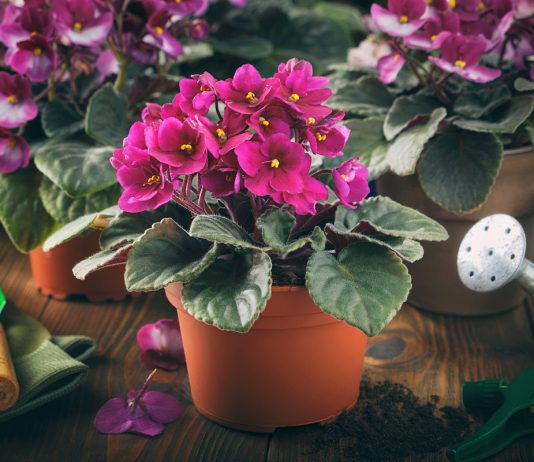 Главные вопросы и ответы о выращивании сенполии