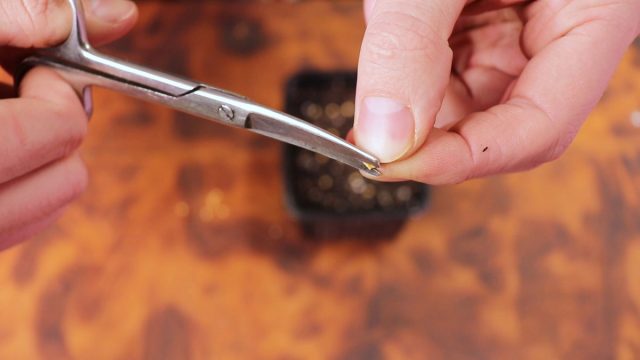 Скарификация семян для посева перца