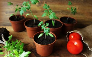 Как посеять томаты на рассаду — пошаговая инструкция