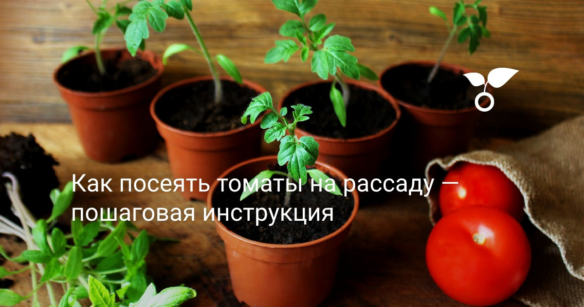 Как посеять томаты на рассаду — пошаговая инструкция — Ботаничка