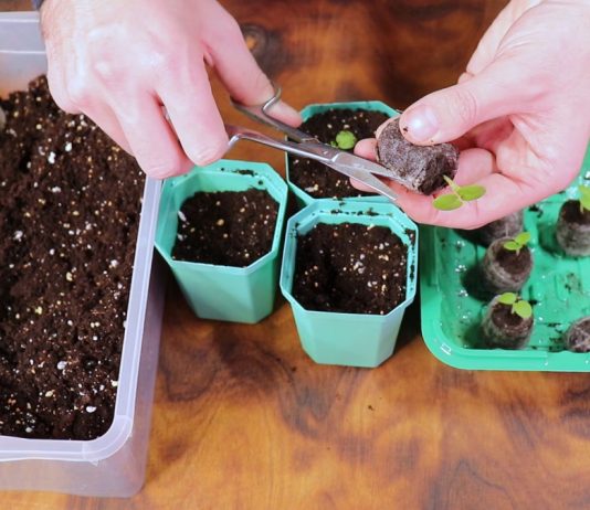 Разрезать ли оболочку таблетки или высаживать вместе с ней?