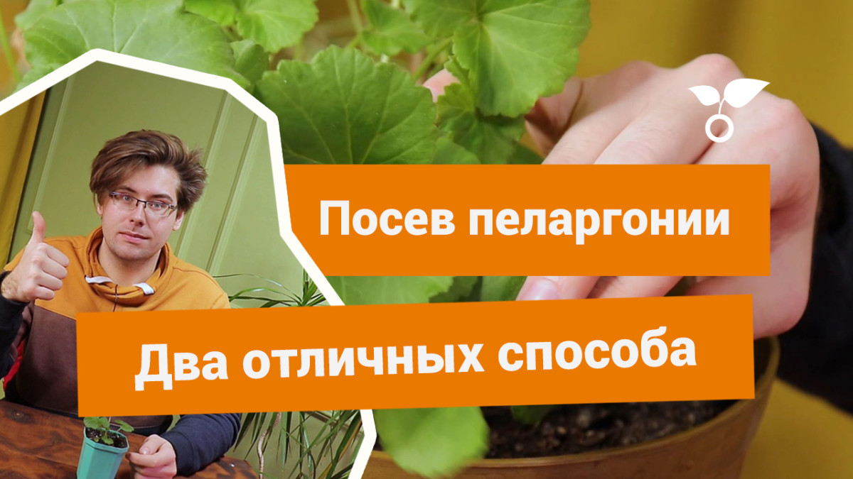 Как вырастить пеларгонию из семян? Два простых способа — Ботаничка