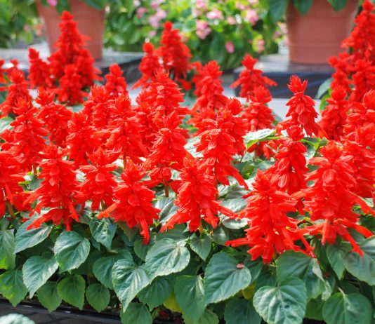 Какие цветы посеять в феврале на рассаду?