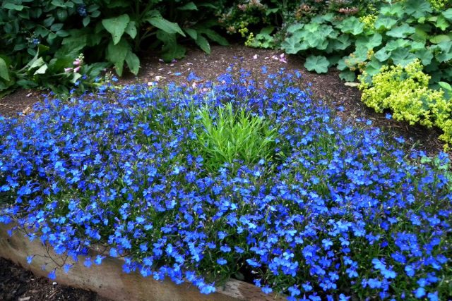 Лобелия эринус, или Лобелия длинночерешковая (Lobelia erinus)