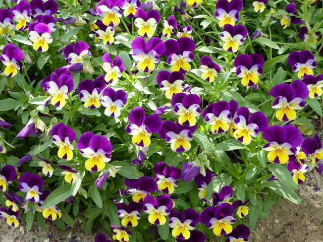 Фиалка трехцветная (Viola tricolor)