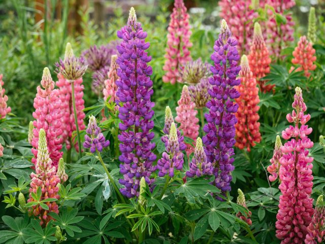Люпин (Lupinus)