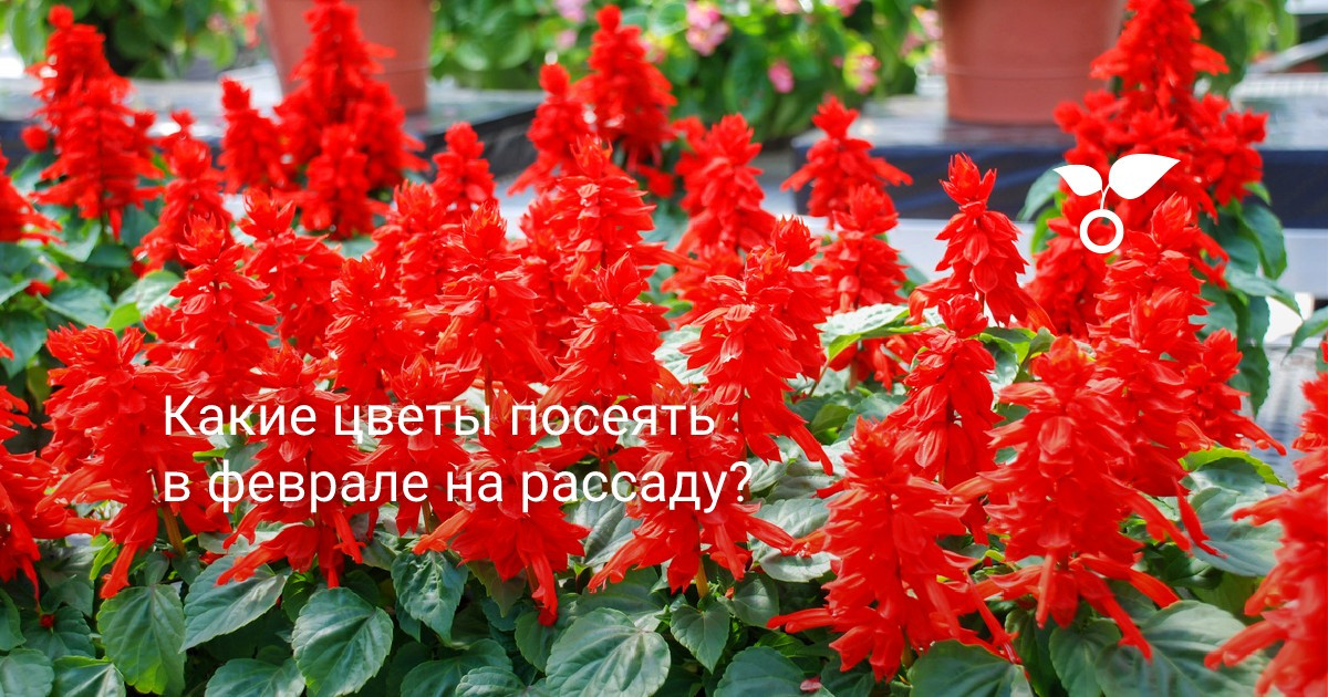Какие цветы посеять в феврале на рассаду? — Ботаничка
