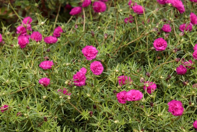 Портулак крупноцветковый (Portulaca grandiflora)