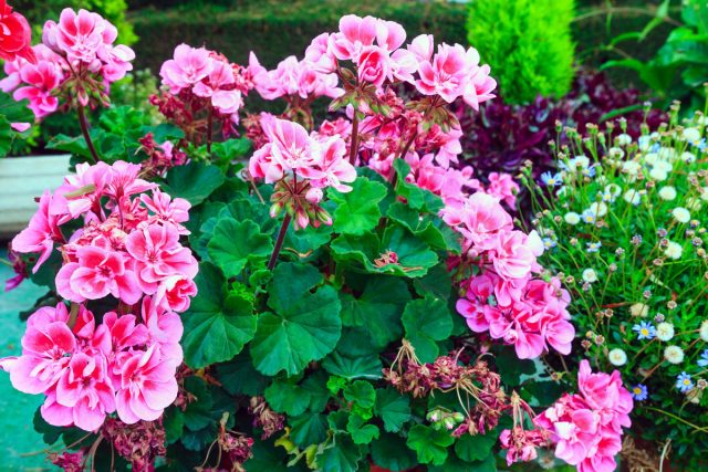 Пеларгония (Pelargonium)