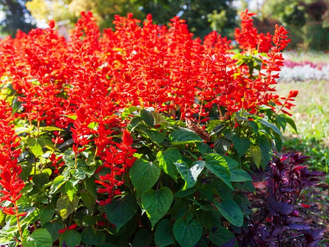 Шалфей сверкающий (Salvia splendens)