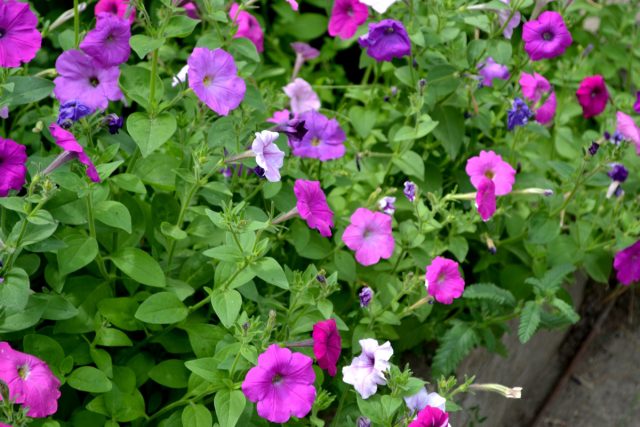Петуния (Petunia)