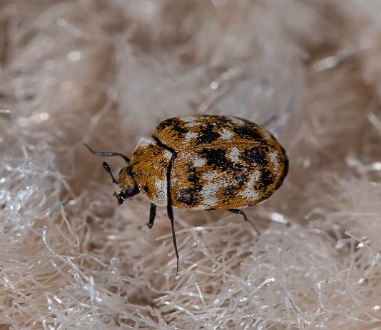 Ковровые кожееды в доме — чем вредны и как бороться с жуками? - Животные Ковровые кожееды в доме — чем вредны и как бороться с жуками?