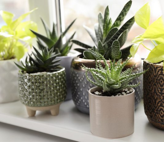 Лучшие комнатные растения для южных подоконников