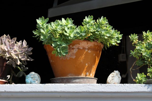 Седум (Sedum)