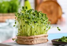 Микрозелень подсолнечника — чем полезна и как вырастить?
