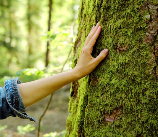 Навигация при помощи растений, или Природа как компас