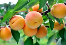 Подкормки косточковых культур