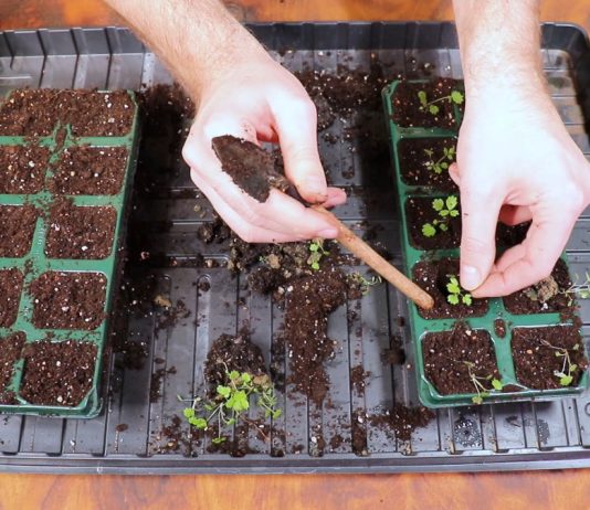Пикировка земляники