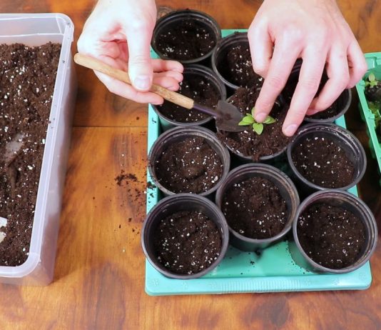 Правила пикировки эустомы в торфяных таблетках - Комнатные растения Аккуратно пересадите сеянцы эустомы