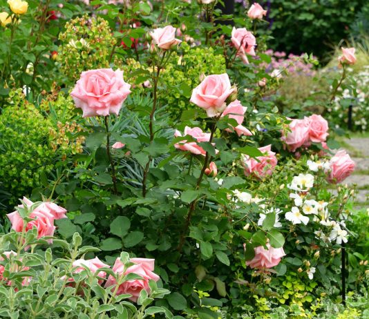 Розы в дизайне сада — где и с какими партнёрами посадить? - Цветы многолетние Розы в дизайне сада — где и с какими партнёрами посадить?