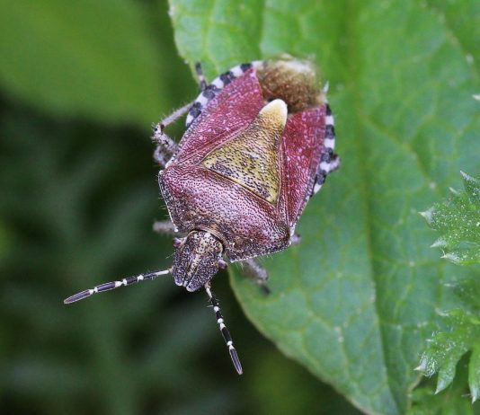 Такие разные клопы — кровопийцы, садовые вредители и помощники - Животные Такие разные клопы — кровопийцы, садовые вредители и помощники