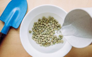 Тест на всхожесть семян в стакане с водой — работает или нет?