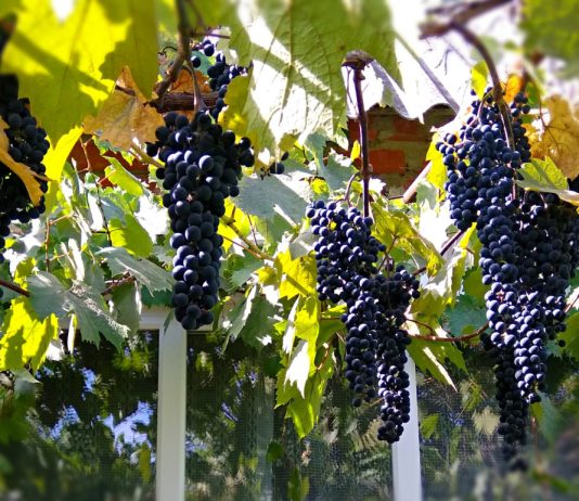 Виноград мукузани: отличный винный и декоративный сорт - Ягодник Виноград мукузани: отличный винный и декоративный сорт